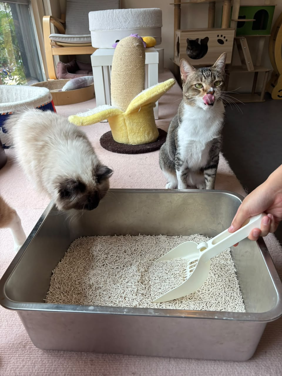 Best Cat Litter in Singapore (2026): Tofu vs Bentonite vs Crystal vs Pine - Cats Garage
