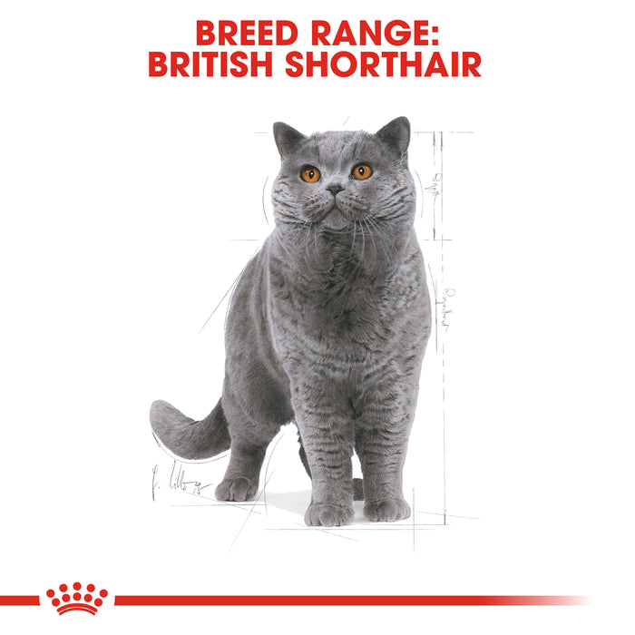 Royal Canin Feline Adult British Shorthair Cat Dry Food 4kg