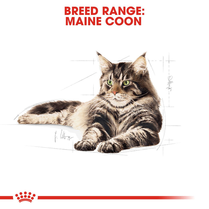 Royal Canin Adult/Kitten Maine Coon (3 Sizes)