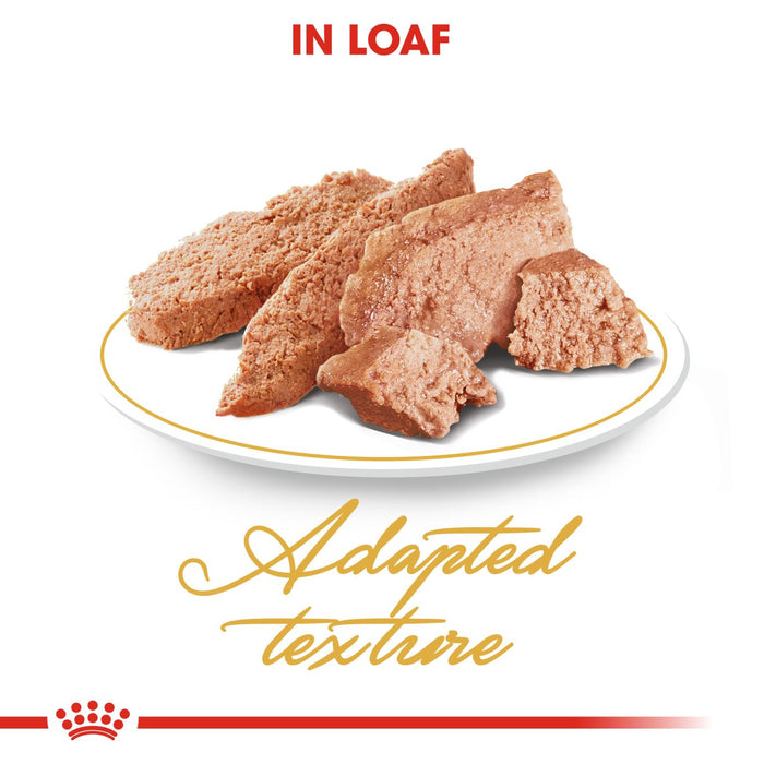 Royal Canin Persian Cat Wet & Dry Food