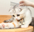 Doggyman Home Beauty Grooming Fine & Coarse Teeth Comb for Cats & Dogs