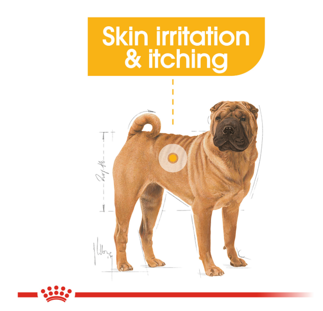 Royal Canin Medium Dermacomfort Dry Dog Food | 3kg & 12kg