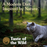 Taste Of The Wild FELINE Rocky Mountain Roasted Venison & Smoked Salmon Dry Cat Food 500g