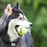 KONG Squeakair Ball Dog Toy (4 Sizes)
