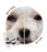 Eye Envy Solution For Dogs (3 Sizes)
