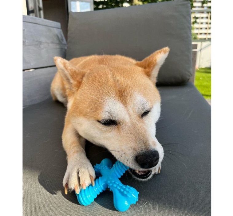 Nylabone Dura Chew Power Chew Power X Bone Beef Regular