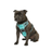 ARTERO Pet Harness(S,M & L)