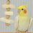 Wild Sanko Cuttlebone Stick Toys for Birds