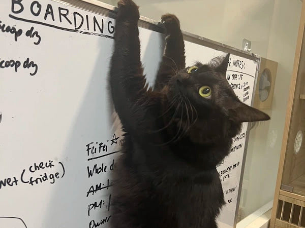 Happy cat at Cat Paradise hotel