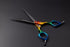 True Iconic Lite Rainbow Straight Shear Lenght 6.5"