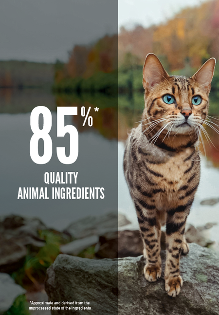 ORIJEN Six Fish Dry Cat Food | Fish Recipe Cat Kibble Adult Cats Grain Free Freeze-Dried Coated Omega-3 Rich