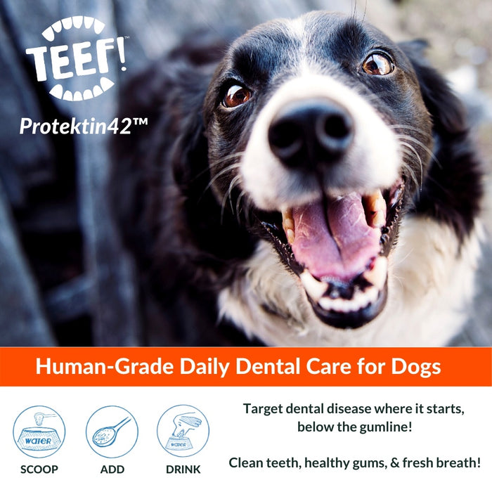 TEEF! Daily Dental Care