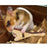 Marukan Wooden Electric Guitar for Small Animals