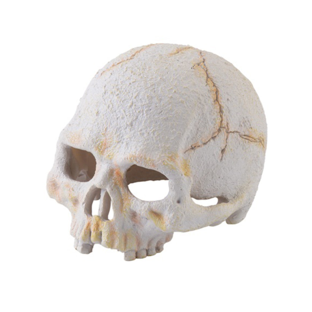 Exo Terra Primate Skull Small