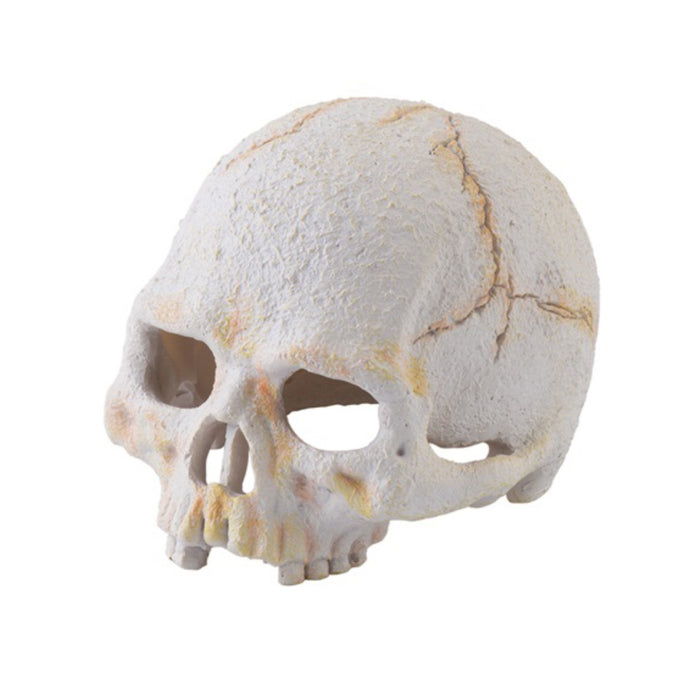 Exo Terra Primate Skull Small